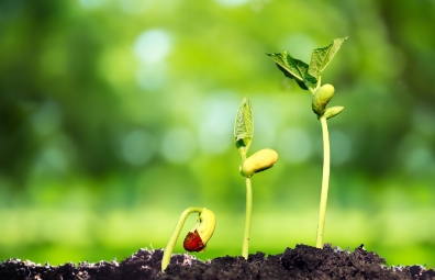 國內某種業上市公司：信息系統建設