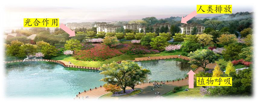 碳中和道路上的最強輔助?揭開“碳匯”的神秘面紗 碳中和道路上的最強輔助?揭開“碳匯”的神秘面紗