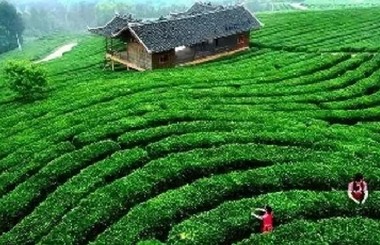 西安曲江茶谷國家現代農業產業園策劃及產業資源引入